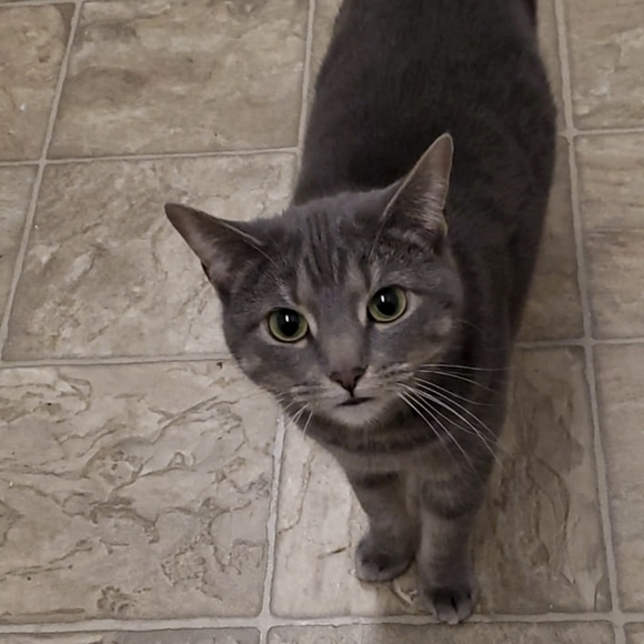 Meet your Posher, Savannah - Picture 1 of 1